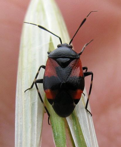 Deraeocoris rutilus